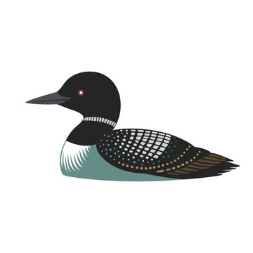 recommend clip art:  Common Loon bird isolated flat vector illustration on white background.