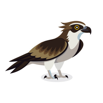 recommend clip art: Osprey bird isolated flat vector illustration on white background
