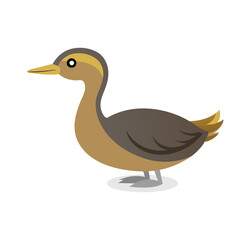 Pied Billed Grebe bird isolated flat vector illustration on white background