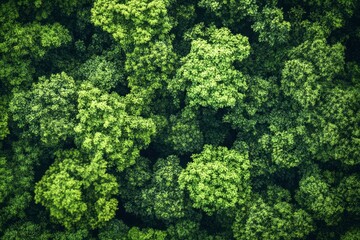 Naklejka premium Verdant Canopy Aerial View of Dense Green Forest Symbolizing Ecological Health, ai