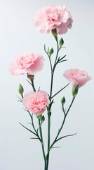 Obraz premium Pink carnations on white background 