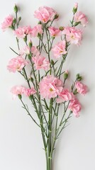 Pink carnations on white background 