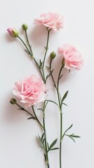 Obraz premium Pink carnations on white background 