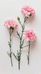 Pink carnations on white background 