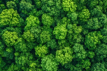 Naklejka premium Verdant Canopy Aerial View of Dense Green Forest Symbolizing Ecological Health, ai
