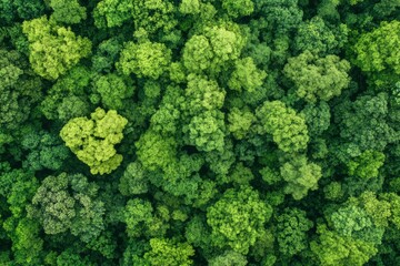 Naklejka premium Verdant Canopy Aerial View of Dense Green Forest Symbolizing Ecological Health, ai