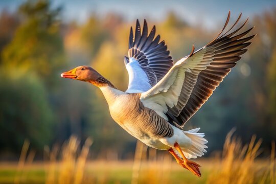 A majestic specklebelly goose in flight, its white and brown feathers glistening in the sunlight, with wings