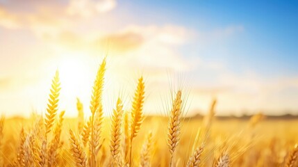 Golden Wheat Field at Sunset