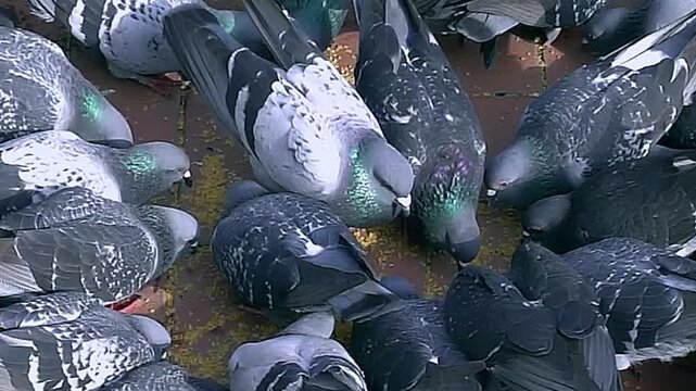 Crowd of pigeons gathering for food. group of pigeons fighting over for food