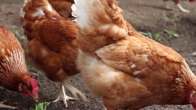 ELEVAGE DES ANIMAUX - POULETS