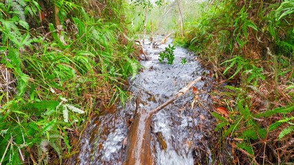 The Flow Of A Natural Fresh Water River That Is Clear And Fresh From The Bushes
