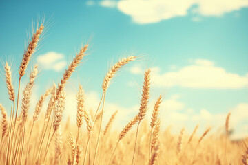 Fototapeta premium Golden wheat field