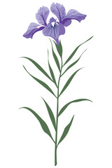 A single purple iris flower with green leaves, isolated on a white background.