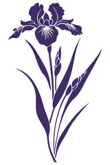 Purple iris flower silhouette with white background.