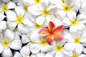 Fototapeta premium Background of white Plumeria flower on the lawn