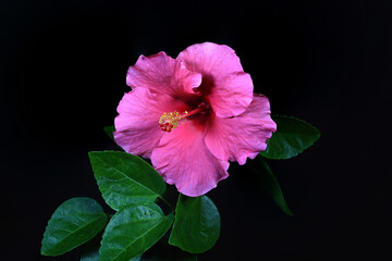 Close-up of beautiful hibiscus flowers blooming on a dark background