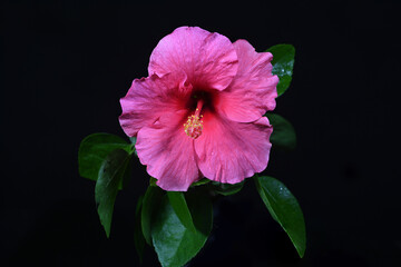 Fototapeta premium Close-up of beautiful hibiscus flowers blooming on a dark background
