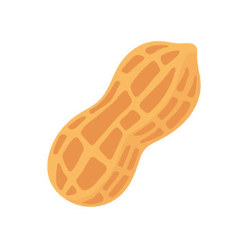 Peanut in its shell, isolated Vector Icon