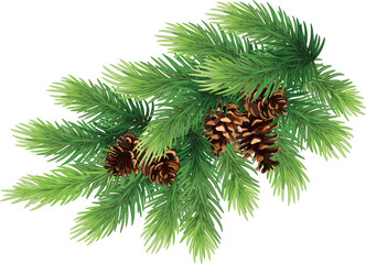 pine cones on branch, illustration on transparent, png. drawing of seasonal autumn green fir and cones. Autumn or fall