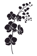 Silhouette of an orchid flower in bloom ©  MVectors