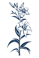 A simple yet elegant illustration of a lily flower in shades of blue.
