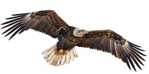 Obraz premium Realistic Bald Eagle in Mid-Air with Full Wingspan Isolated On Transparency Background