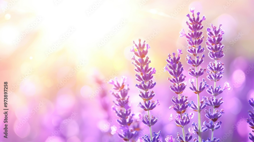 Poster lavender flowers in soft light background