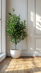 Green plants in white pots on a wooden floor in front of a white wall give a sense of nature, peace and balance. Suitable for interior decoration or wallpaper that emphasizes a relaxing atmosphere.