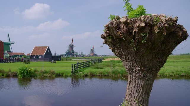 A pollard willow tree stands by a serene canal, framed by traditional windmills and lush green fields.