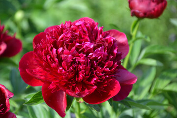 peony Red Charm red macro, close-up
