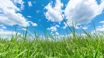 Obraz premium Green Grass Blades Under Blue Sky with Clouds