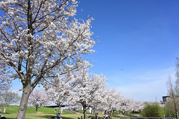 鶴見川沿いの桜