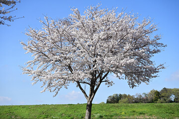 河川敷の一本の桜の木