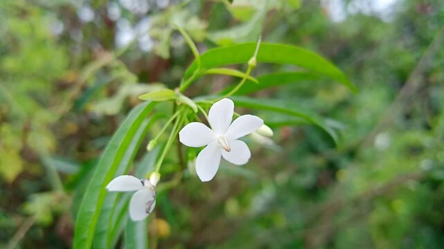 Santalia flowers or : Cestrum noctumum ;: night Jessamine , queen of the night, night blooming jasmine, lady of the night, close up. photo taken in malaysia