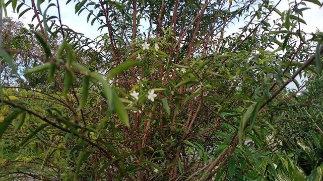 Santalia flowers or : Cestrum noctumum ;: night Jessamine , queen of the night, night blooming jasmine, lady of the night, close up. photo taken in malaysia