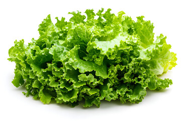 Vibrant Fresh Lettuce on Pristine White Background Highlighting Natural Texture and Vitality