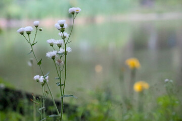 Small flowers blooming beside the pond in the park