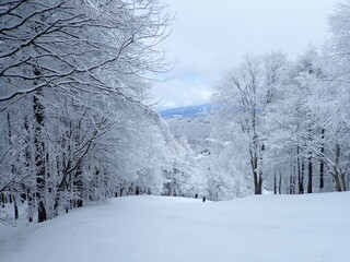 白銀のゲレンデ