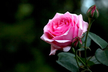 Pink roses blooming in the evening