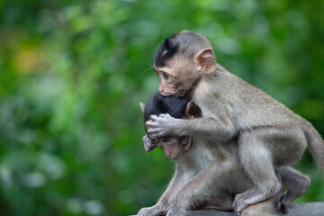 可愛いサル
