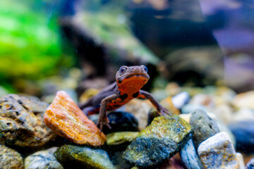 アカハライモリのアップ