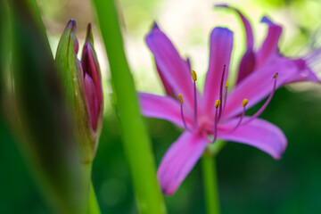 彼岸花の花粉