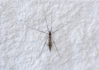 giant crane fly insect on the wall