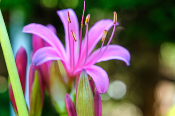 ヒガンバナの花びら