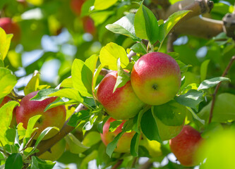 ripe apple on the branch in orchard