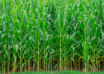 close up on corn field in the farm