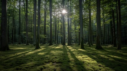 Sun-Kissed Forest Sanctuary 