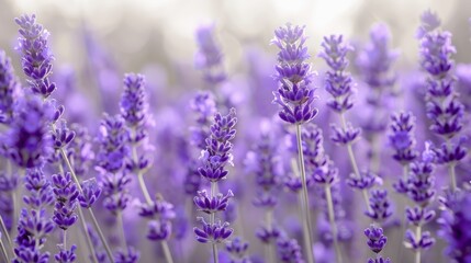 Naklejka premium Lavender Dreams: A field of vibrant lavender flowers in full bloom, bathed in the soft glow of golden hour light. 