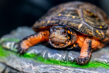 キボシイシガメのアップ