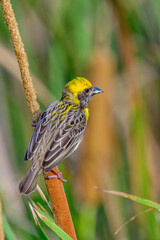 Baya weaver 